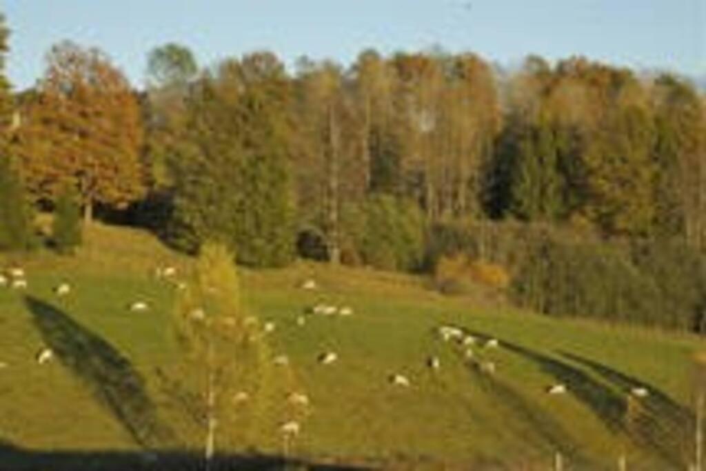 Idyllic Small Farm Appartment Tønsberg Εξωτερικό φωτογραφία